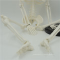 Vente chaude mini squelettes en plastique